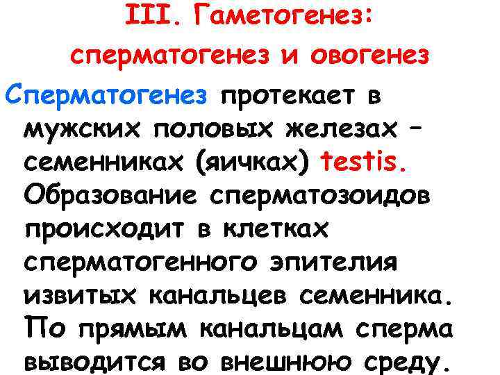III. Гаметогенез: сперматогенез и овогенез Сперматогенез протекает в мужских половых железах – семенниках (яичках)