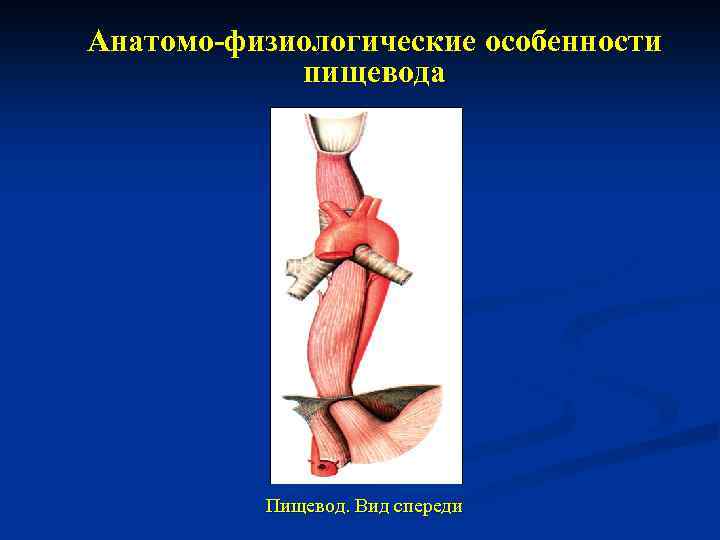 Анатомо-физиологические особенности пищевода Пищевод. Вид спереди 