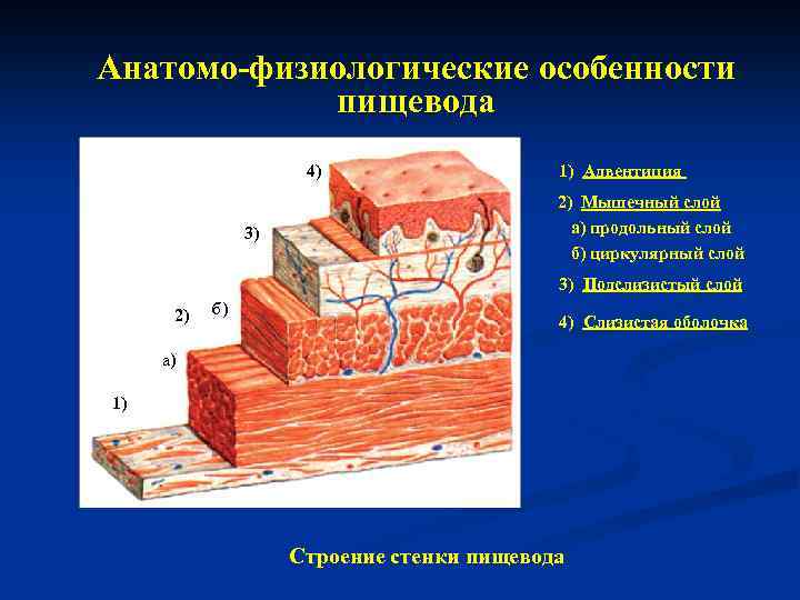 Анатомо-физиологические особенности пищевода 4) 3) 1) Адвентиция 2) Мышечный слой а) продольный слой б)