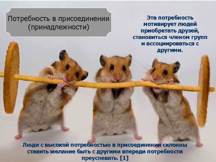 Потребность в присоединении (принадлежности) Эта потребность мотивирует людей приобретать друзей, становиться членом групп и