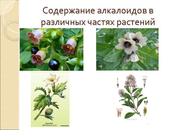 Содержание алкалоидов в различных частях растений 
