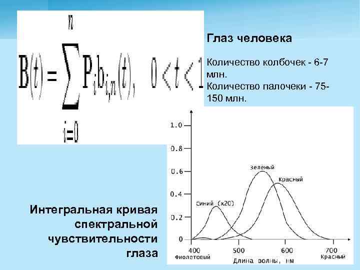 Глаз человека Количество колбочек - 6 -7 млн. Количество палочеки - 75150 млн. Интегральная