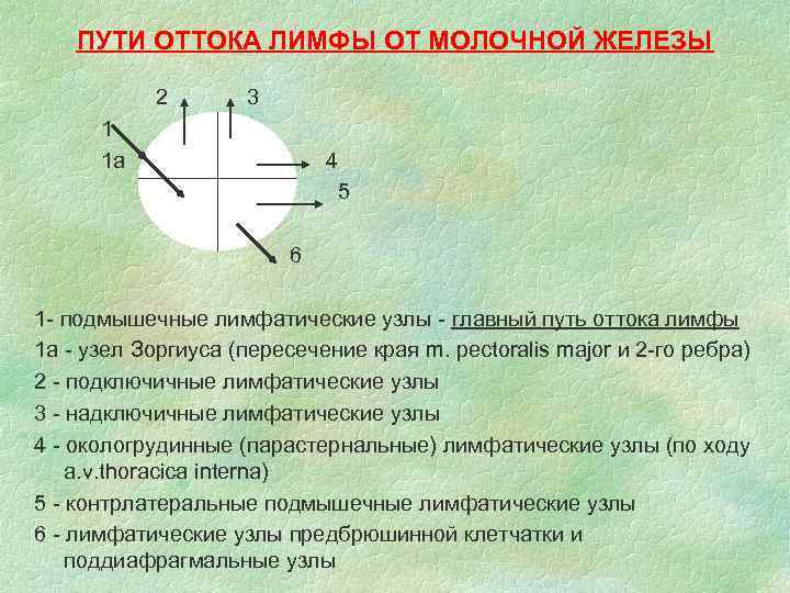 ПУТИ ОТТОКА ЛИМФЫ ОТ МОЛОЧНОЙ ЖЕЛЕЗЫ 2 3 1 1 а 4 5 6