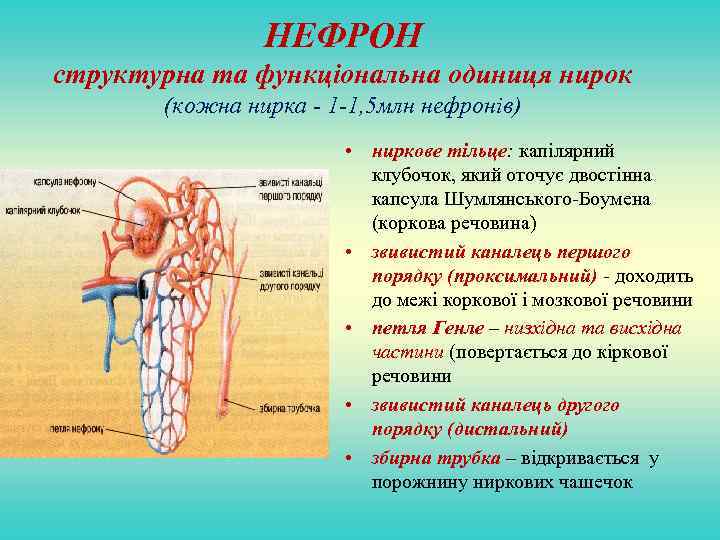 НЕФРОН структурна та функціональна одиниця нирок (кожна нирка - 1 -1, 5 млн нефронів)