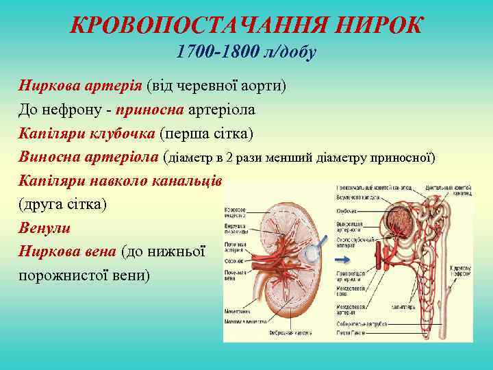 КРОВОПОСТАЧАННЯ НИРОК 1700 -1800 л/добу Ниркова артерія (від черевної аорти) До нефрону - приносна