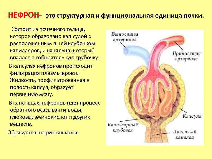 Почечное тельце состоит из. Почечное тельце образовано. 8 Класс биология выделение. Строение и функции почек. Давление в капиллярных клубочках нефронов составляет. Из капиллярного клубочка почки кровь поступает в.