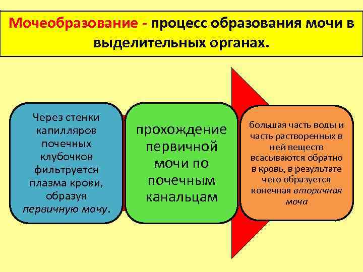 Мочеобразование - процесс образования мочи в выделительных органах. Через стенки капилляров почечных клубочков фильтруется