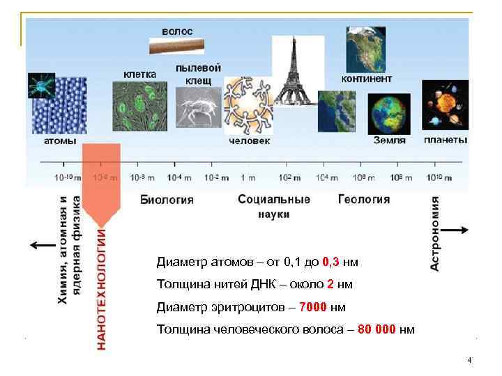 Диаметр атомов – от 0, 1 до 0, 3 нм Толщина нитей ДНК –