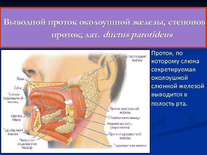 Выводной проток околоушной железы, стенонов проток; лат. ductus parotideus Проток, по которому слюна секретируемая