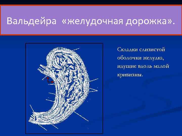 Вальдейра «желудочная дорожка» . Складки слизистой оболочки желудка, идущие вдоль малой кривизны. 