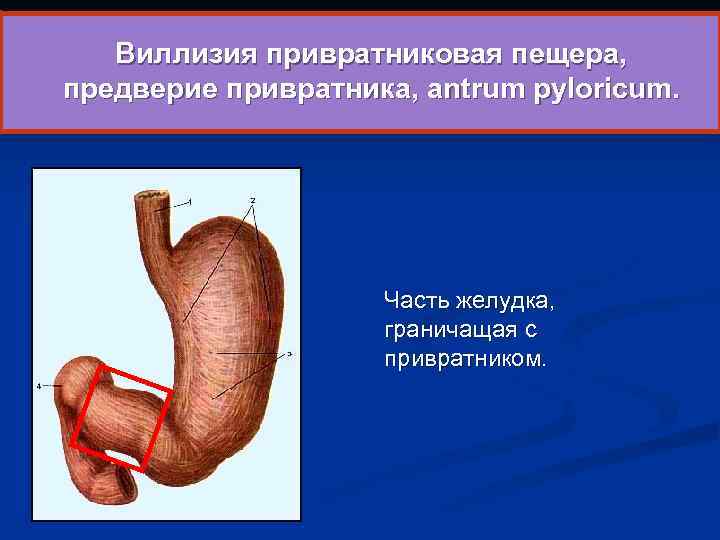  Виллизия привратниковая пещера, предверие привратника, antrum pyloricum. Часть желудка, граничащая с привратником. 