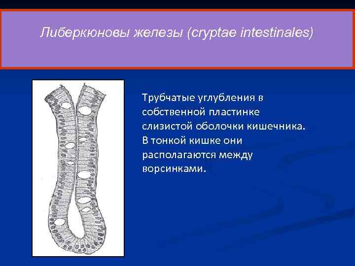  6 Либеркюновы железы (cryptae intestinales) Трубчатые углубления в собственной пластинке слизистой оболочки кишечника.