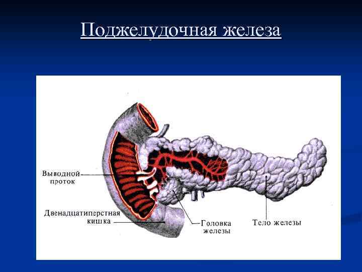 Поджелудочная железа 