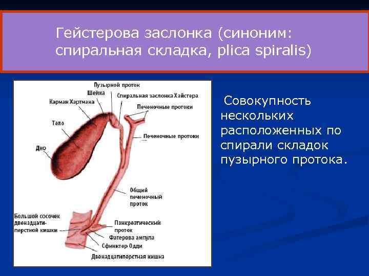 Гейстерова заслонка (синоним: спиральная складка, plica spiralis) Совокупность нескольких расположенных по спирали складок пузырного