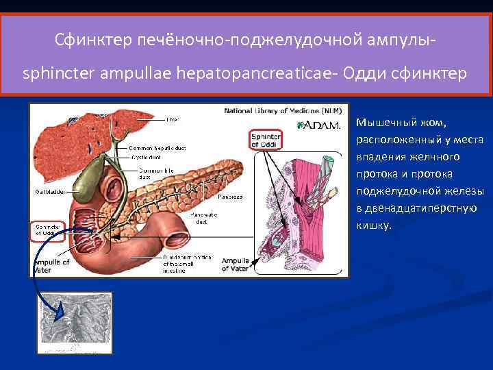  Сфинктер печёночно-поджелудочной ампулы- sphincter ampullae hepatopancreaticae- Одди сфинктер Мышечный жом, расположенный у места