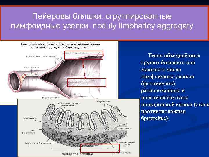  Пейеровы бляшки, сгруппированные лимфоидные узелки, noduly limphaticy aggregaty. Тесно объединённые группы большего или