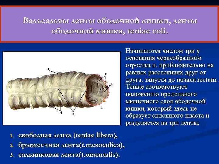  Вальсальвы ленты ободочной кишки, ленты ободочной кишки, teniae coli. Начинаются числом три у