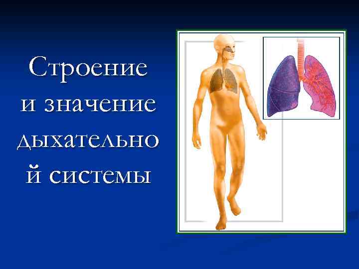  Строение и значение дыхательно й системы 