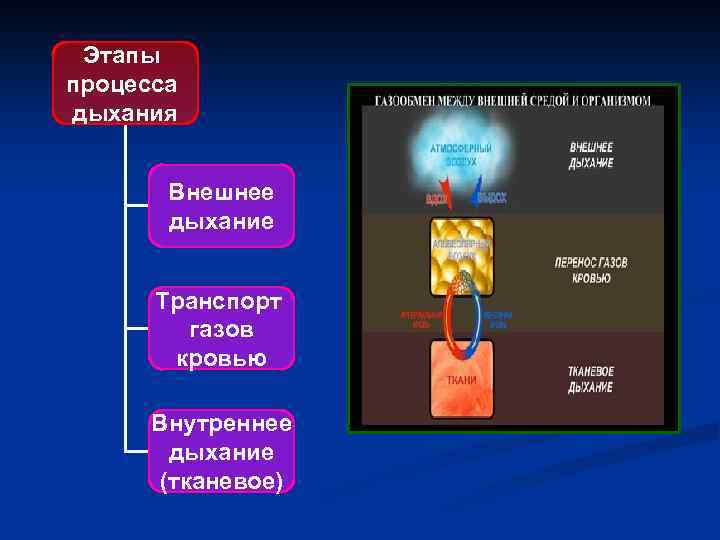  Этапы процесса дыхания Внешнее дыхание Транспорт газов кровью Внутреннее дыхание (тканевое) 