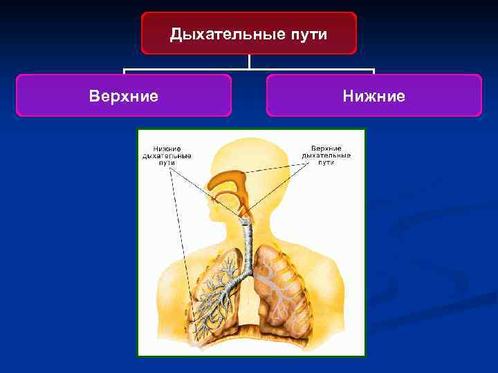  Дыхательные пути Верхние Нижние 