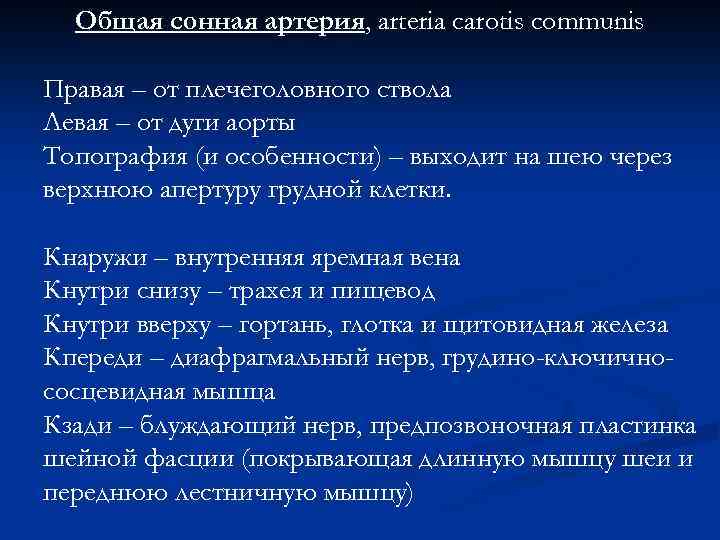 Общая сонная артерия, arteria carotis communis Правая – от плечеголовного ствола Левая – от