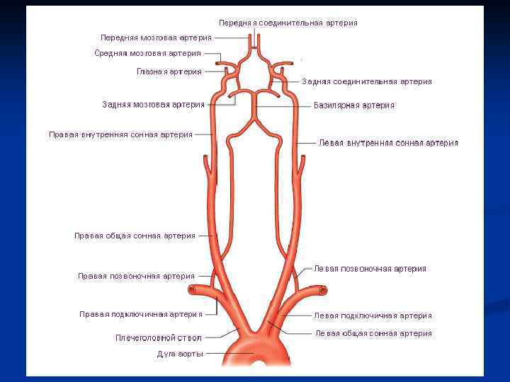 Артерии и вены человека рисунок с подписями
