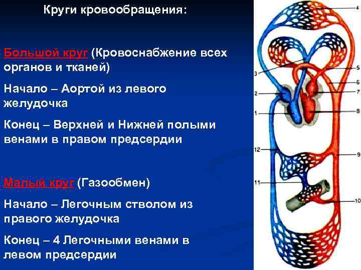 Круги кровообращения: Большой круг (Кровоснабжение всех органов и тканей) Начало – Аортой из левого