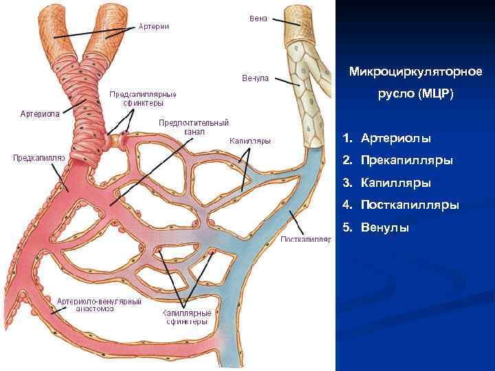 Микроциркуляторное русло (МЦР) 1. Артериолы 2. Прекапилляры 3. Капилляры 4. Посткапилляры 5. Венулы 