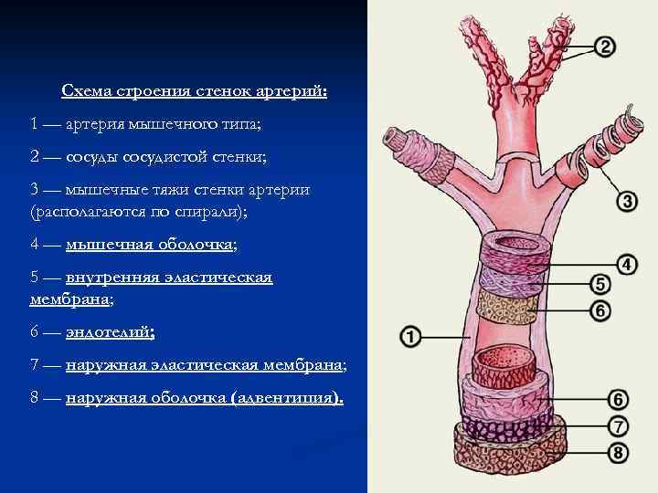 Схема строения стенок артерий: 1 — артерия мышечного типа; 2 — сосуды сосудистой стенки;