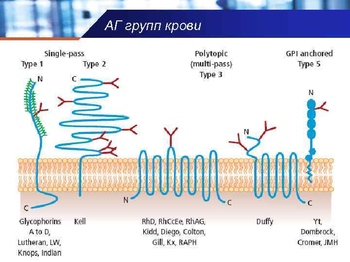 АГ групп крови 