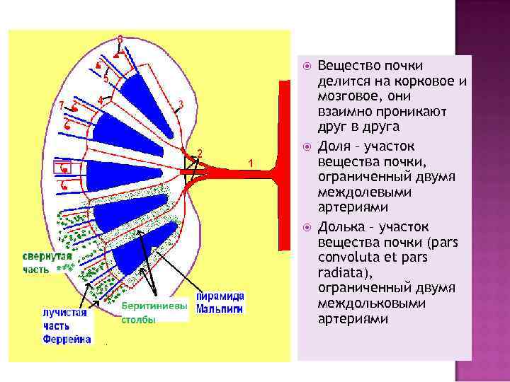  Вещество почки делится на корковое и мозговое, они взаимно проникают друг в друга