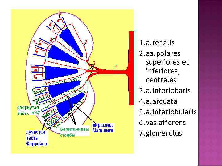 1. a. renalis 2. aa. polares superiores et inferiores, centrales 3. a. interlobaris 4.