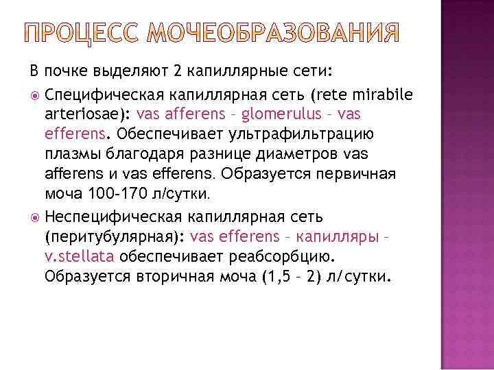 В почке выделяют 2 капиллярные сети: Специфическая капиллярная сеть (rete mirabile arteriosae): vas afferens