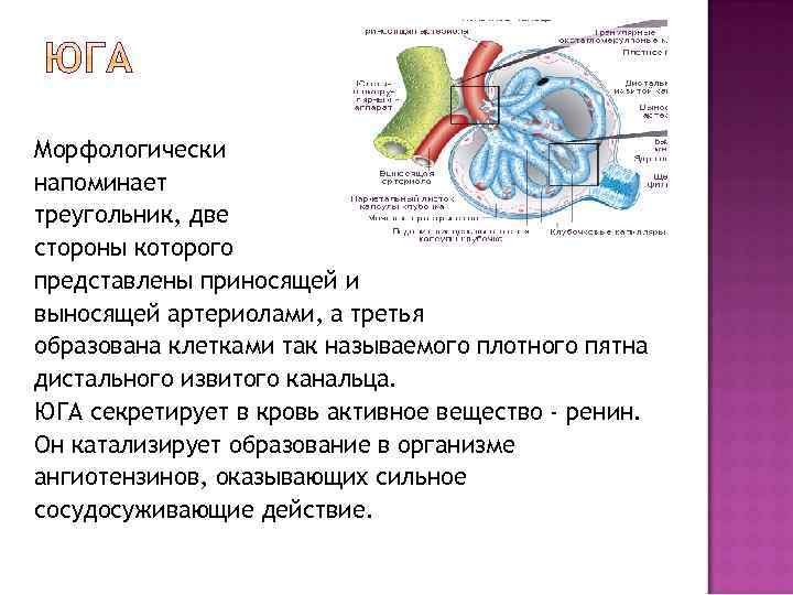 Морфологически напоминает треугольник, две стороны которого представлены приносящей и выносящей артериолами, а третья образована