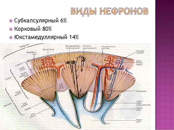 Схема почечной дольки