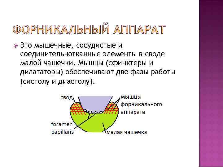  Это мышечные, сосудистые и соединительнотканные элементы в своде малой чашечки. Мышцы (сфинктеры и