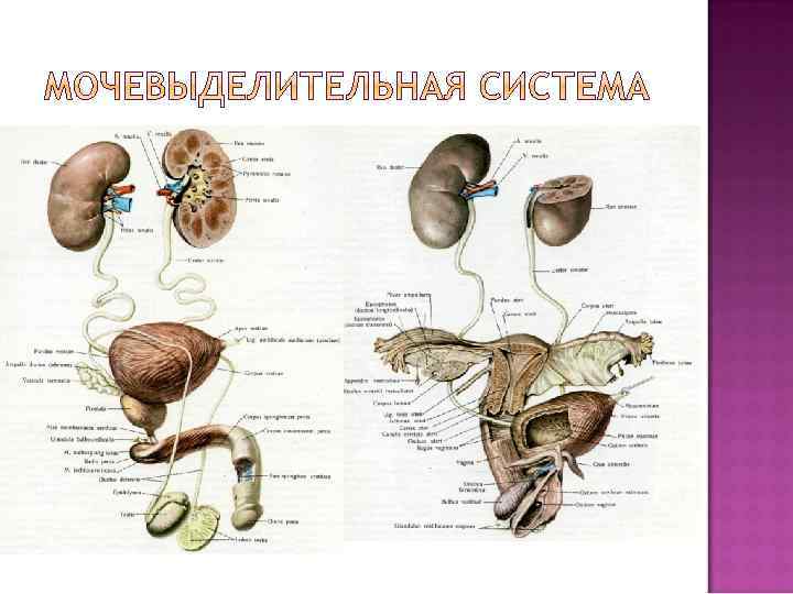 Скелетотопия почек. Скелетотопия почек относительно подвздошного гребня. Скелетотопия мочевыделительной системы. Топография мочевого пузыря скелетотопия. Скелетотопия левой почки.