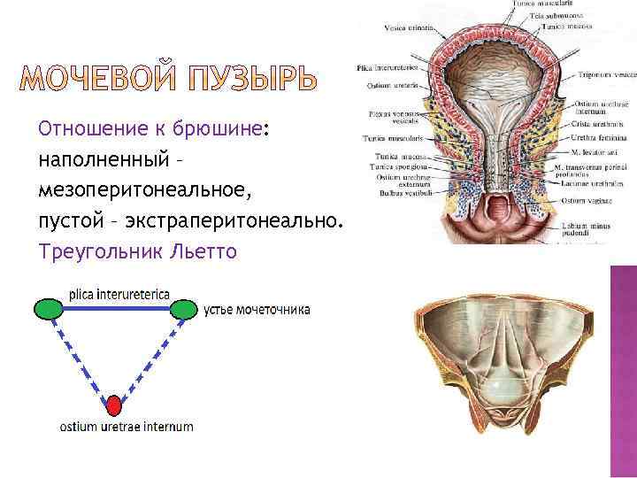 Отношение к брюшине: наполненный – мезоперитонеальное, пустой – экстраперитонеально. Треугольник Льетто 