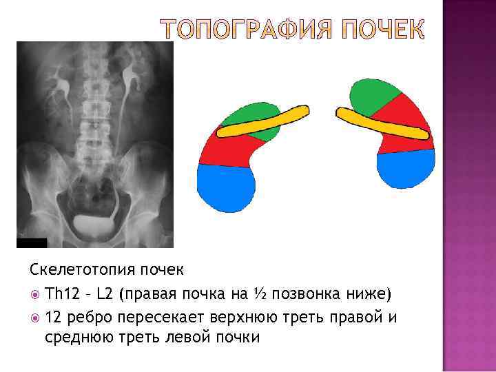 Правая почка ниже левой. Почки скелетотопия синтопия голотопия. Скелетотопия верхнего полюса правой почки. Топография почки скелетотопия. Скелетотопия правой и левой почки.