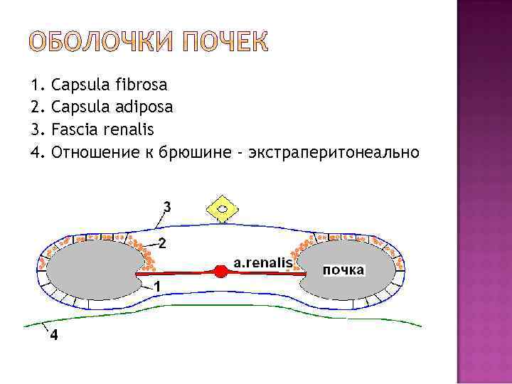 1. 2. 3. 4. Capsula fibrosa Capsula adiposa Fascia renalis Отношение к брюшине -