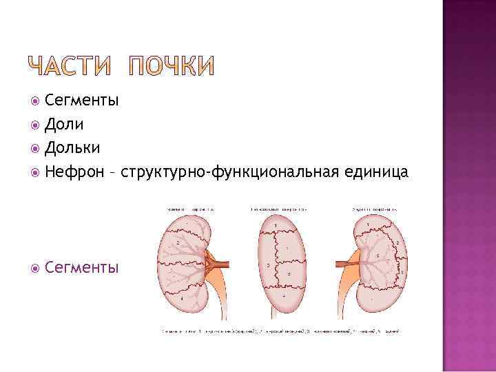 Схема почечной дольки