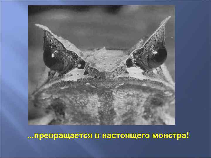 . . . превращается в настоящего монстра! 