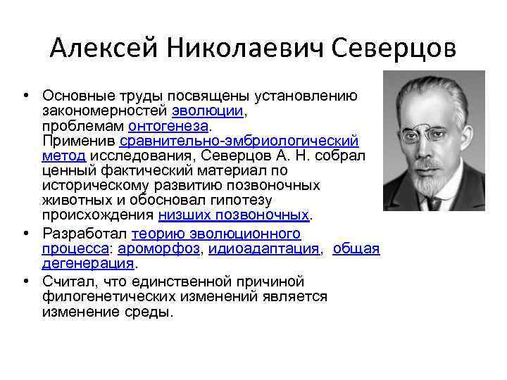 Алексей Николаевич Северцов • Основные труды посвящены установлению закономерностей эволюции, проблемам онтогенеза. Применив сравнительно-эмбриологический