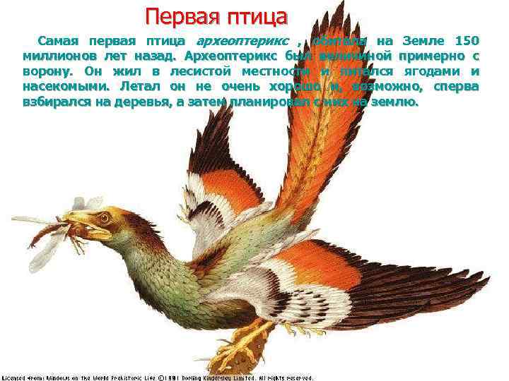 Первая птица Самая первая птица археоптерикс , обитала на Земле 150 миллионов лет назад.
