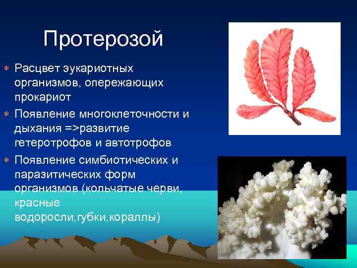 Протерозой Расцвет эукариотных организмов, опережающих прокариот Появление многоклеточности и дыхания =>развитие гетеротрофов и автотрофов