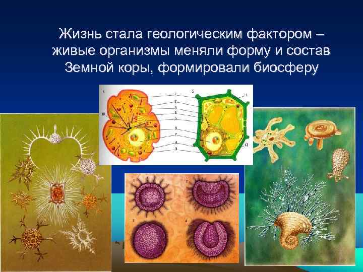 Жизнь стала геологическим фактором – живые организмы меняли форму и состав Земной коры, формировали