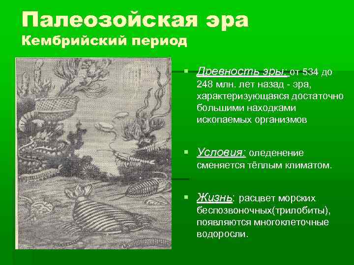 Палеозойская эра Кембрийский период Древность эры: от 534 до 248 млн. лет назад -