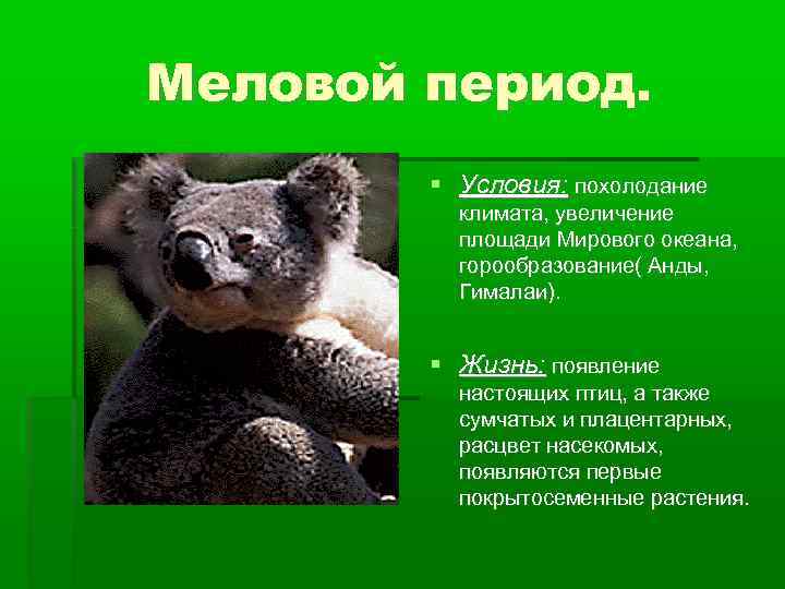 Меловой период. Условия: похолодание климата, увеличение площади Мирового океана, горообразование( Анды, Гималаи). Жизнь: появление
