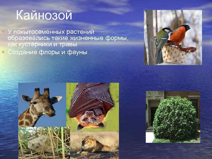 Кайнозой У покытосеменных растений образовались такие жизненные формы, как кустарники и травы Создание флоры