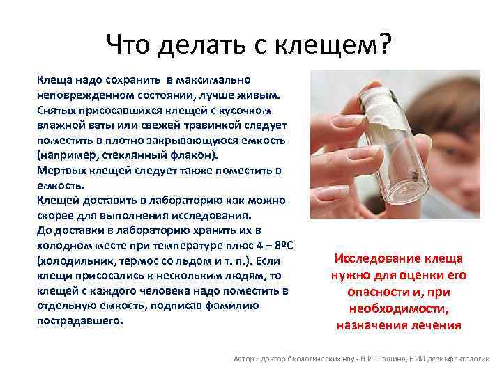 Что делать с клещем? Клеща надо сохранить в максимально неповрежденном состоянии, лучше живым. Снятых